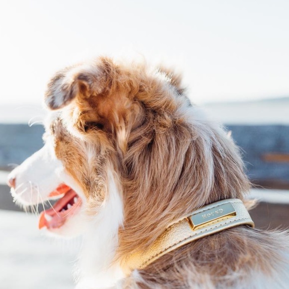 Wool and Leather Dog Collar by Hound Collection with Gold Bar Logo - Picture 5 of 8